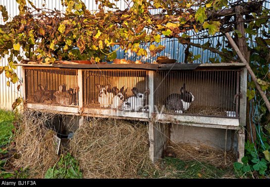 Rabbits in farm hutch bred for domestic eating - sud-Touraine, France.. Image shot 10/2009. Exact date unknown.